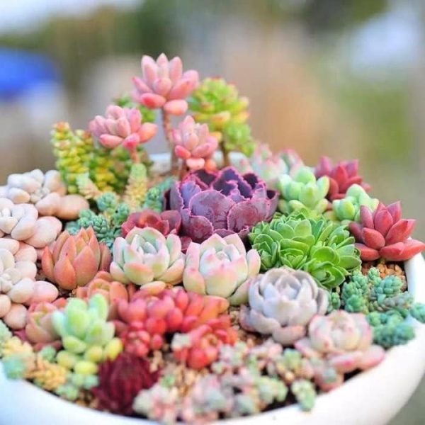 Sprout N Green Live Succulent Plants - Image 4