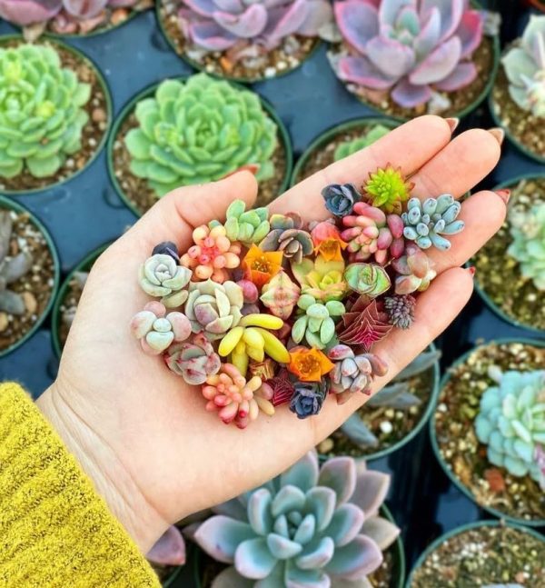 Sprout N Green Live Succulent Plants - Image 5